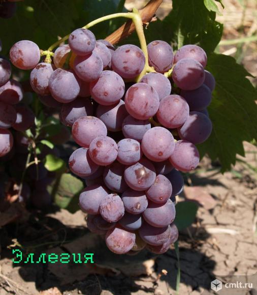Саженцы винограда. Фото 1.