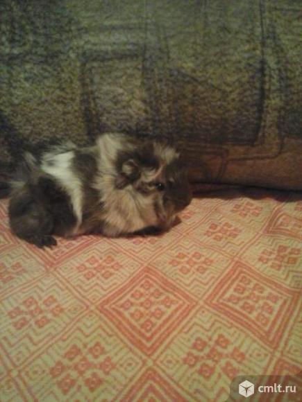 Спешите распродажа морских свинок. Фото 1.