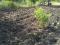 Вспашка земли мотоблоком,покос травы,расчистка заросших дач, спилим деревья, корчевание пней. Фото 6.