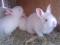 Продам новозеландских кроликов.. Фото 5.
