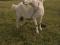 Молочная коза. Фото 8.