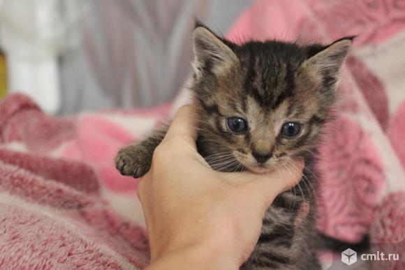 Отдам в добрые руки. Фото 1.