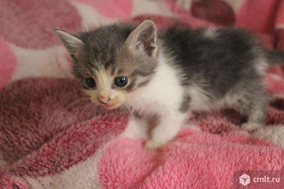 Отдам в добрые руки. Фото 6.