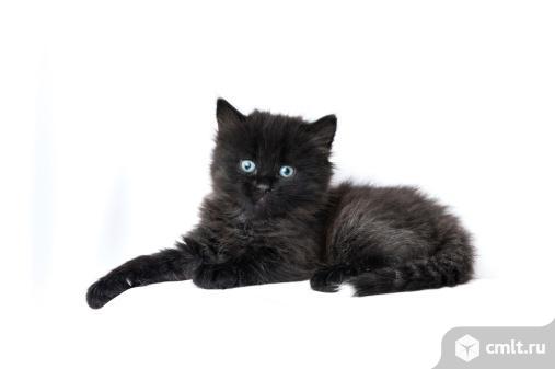 Чёрного котёнка - девочку в добрые руки. Фото 1.