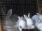 Кролики Панон, Калифорния,Белый великан. Фото 2.