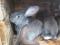 Кролики Панон, Калифорния,Белый великан. Фото 4.