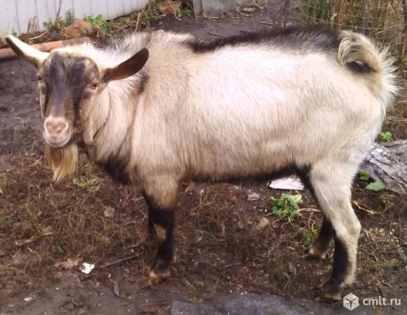 Козел  для покрытия коз. Фото 1.