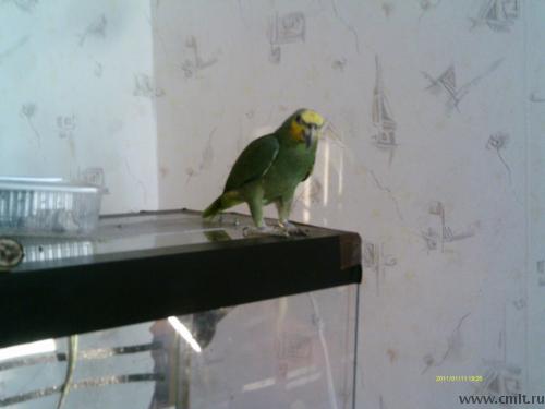 Попугай венесуэльский Амазон. Фото 1.