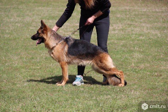 Щенки немецкой овчарки. Фото 1.