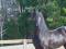 Фризская кобыла Чистокровная лошадь. Фото 3.