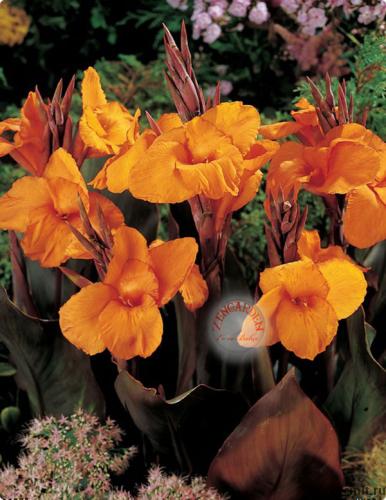 сорт вайоминг низкорослая коричневолистная, крупноцветковая 150р