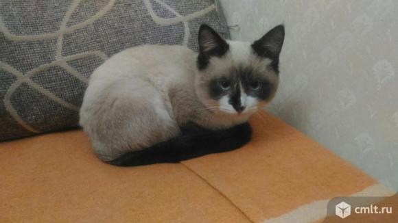 Найдена кошка подросток тайского окраса. Фото 1.