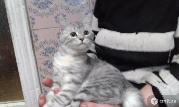 Отдам в хорошие руки. Фото 1.