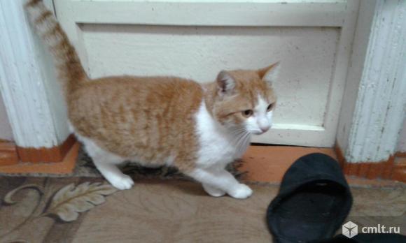 Котик рыжик европейский короткошерстный. Фото 1.