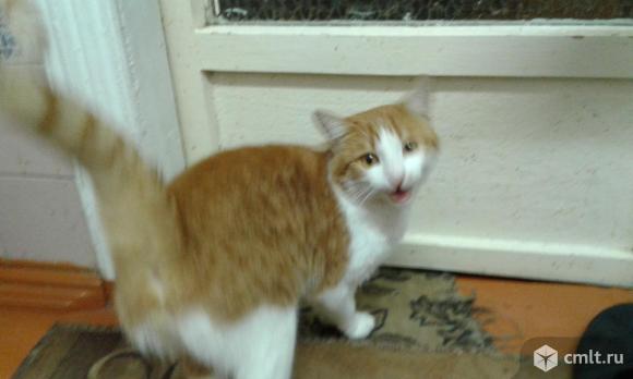 Котик рыжик европейский короткошерстный. Фото 2.