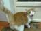 Котик рыжик европейский короткошерстный. Фото 2.
