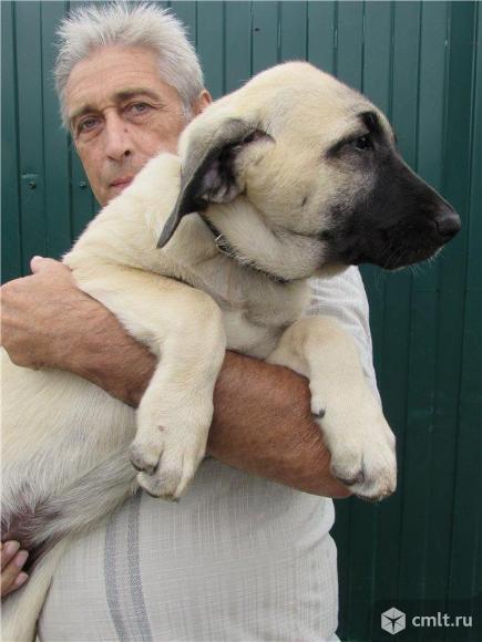 Щенки анатолийской овчарки (кангала). Фото 1.