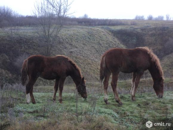 Продам. Фото 1.