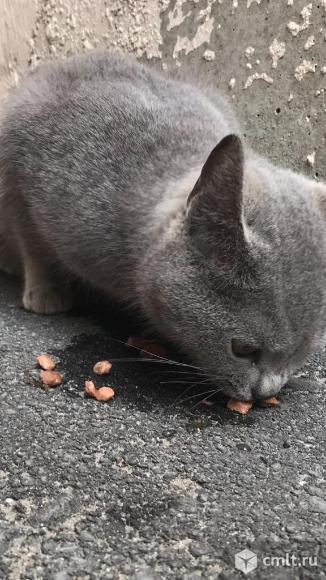 Найден кот британец. Фото 1.
