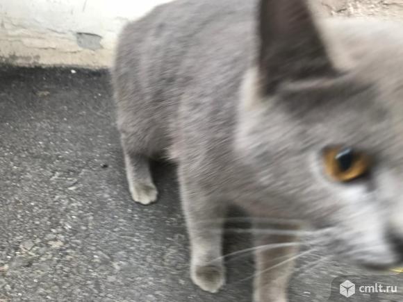 Найден кот британец. Фото 3.
