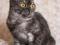 Ирма- кошка с чуткой душой. Фото 3.