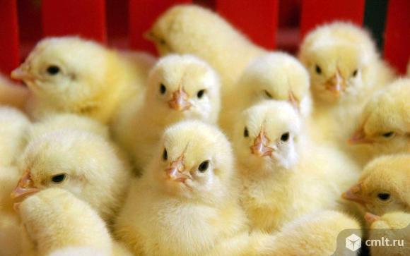 Цыплята бройлеры. Фото 1.