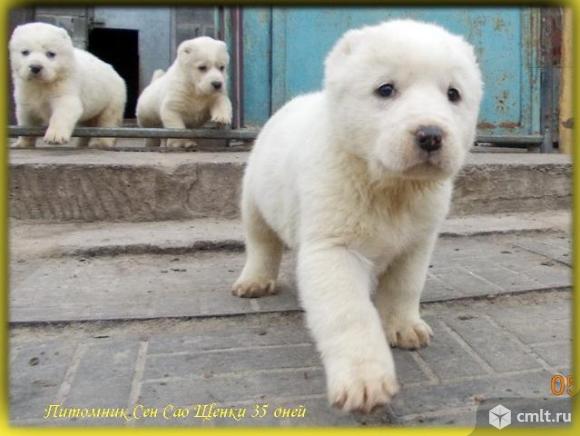 Продам щенка САО(алабай). Фото 1.