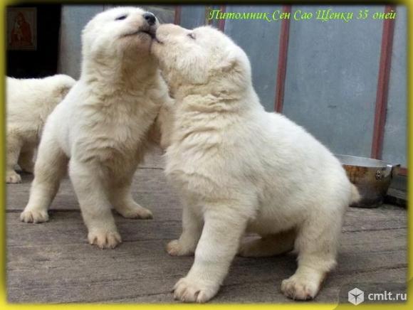 Продам щенка САО(алабай). Фото 8.