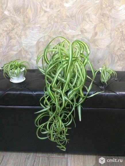 Хлорофитум  vittatum , curty locks(кучерявый). Фото 1.