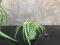 Хлорофитум  vittatum , curty locks(кучерявый). Фото 3.