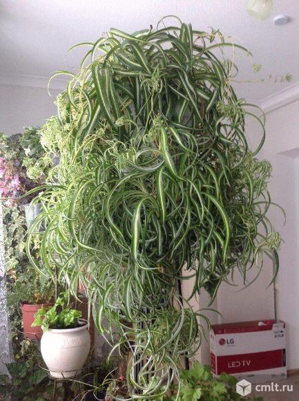 Хлорофитум  vittatum , curty locks(кучерявый). Фото 8.