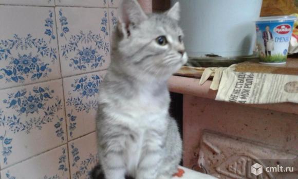 Отдам в хорошие руки. Фото 5.