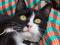 Морис- кот-джентельмен классического окраса!. Фото 1.
