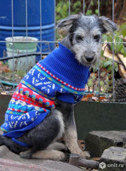 Чижик ищет дом. Фото 1.