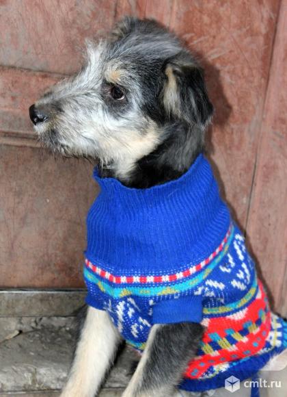 Чижик ищет дом. Фото 5.