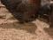 Инкубационное яйцо кур мини мясной палевой , Бресс галльская, Маран, Билифельдер.. Фото 5.