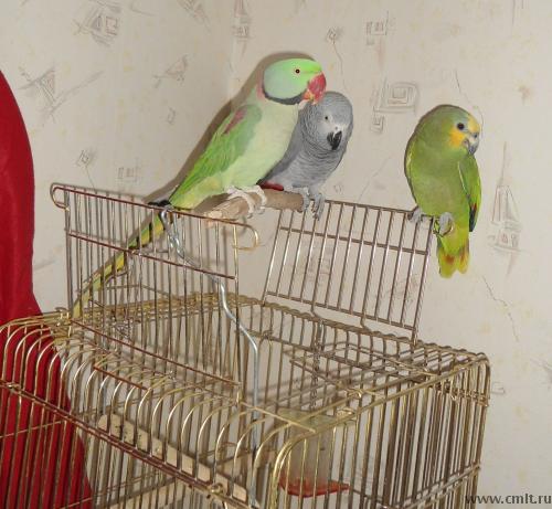 Попугай венесуэльский Амазон. Фото 5.