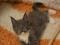 Котята мейн-куна. Фото 1.