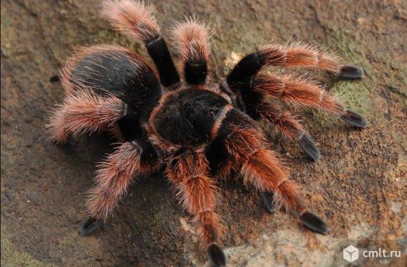 Паук-птицеед.Brachypelma klaasi. Фото 1.