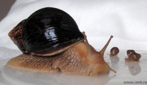 Африканская гигантская сухопутная улитка (Ахатина)