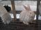Кролики Серебристый, Шиншилла, Белый Паннон. Фото 5.
