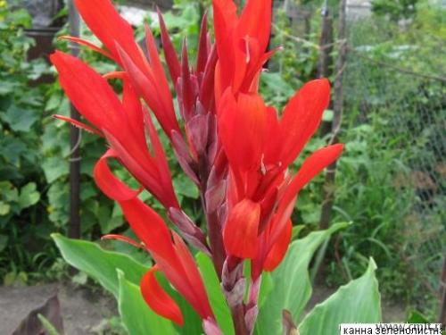 высота до 2 метров, крупный зеленый лист 100р шт