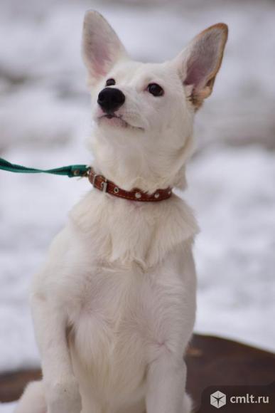 Белоснежка Варя - бойкая и игривая обаяшка. Фото 1.