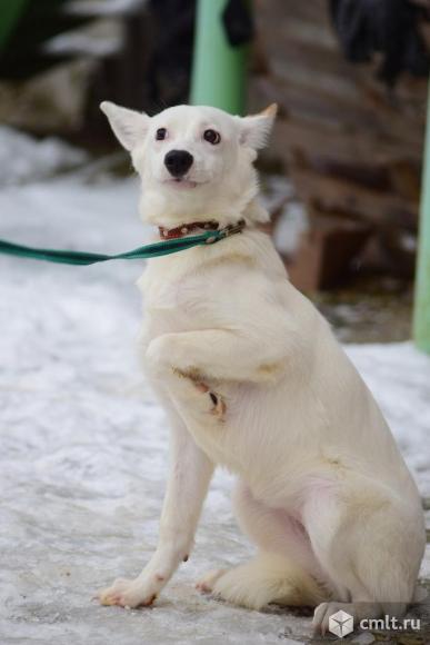 Белоснежка Варя - бойкая и игривая обаяшка. Фото 4.