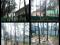 Спиливание деревьев   ( аварийных ) в Воронеже. Фото 2.
