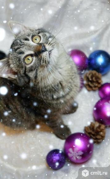 Отдам в добрые руки. Фото 1.