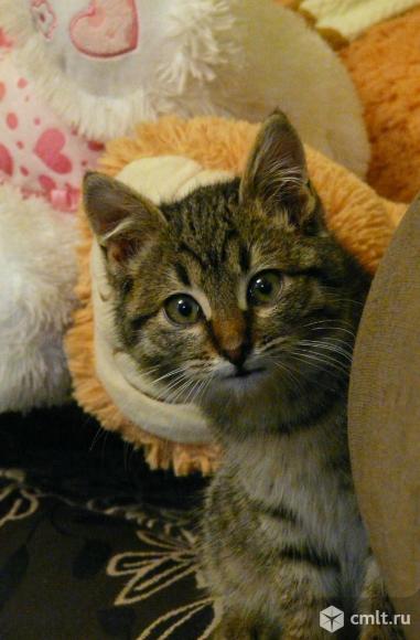 Отдам в добрые руки. Фото 4.