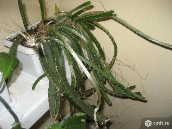 Питайя (питахайя),  Драконий фрукт. Фото 1.