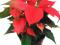 Рождественский цветок Пуансеттия. Фото 4.