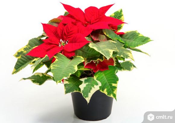 Рождественский цветок Пуансеттия. Фото 1.